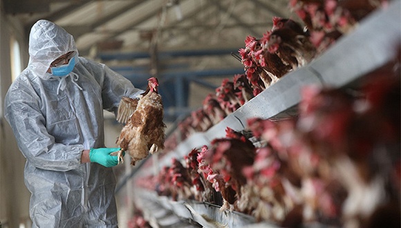 农业部:H7N9亚型禽流感疫苗将投入生产使用(组图)