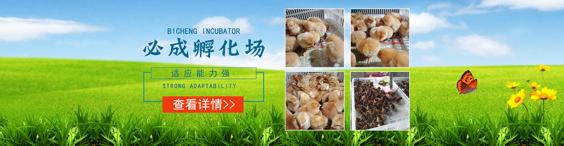 因为活禽种苗不同于普通商品,购买前请仔细阅读下面条款,有任何问题