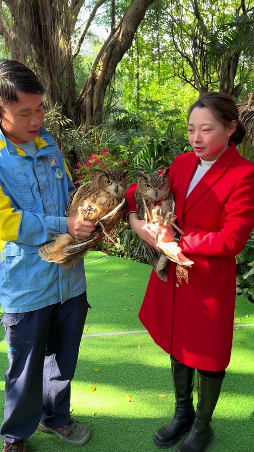 禽大壮