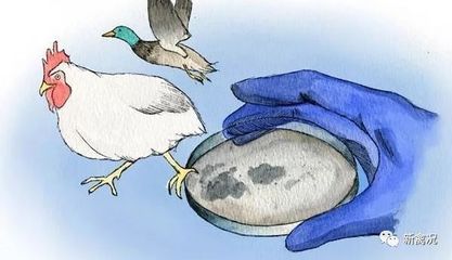 H9亚型禽流感疫苗要不要打,怎么打?丨哈兽维科有队夏大夫
